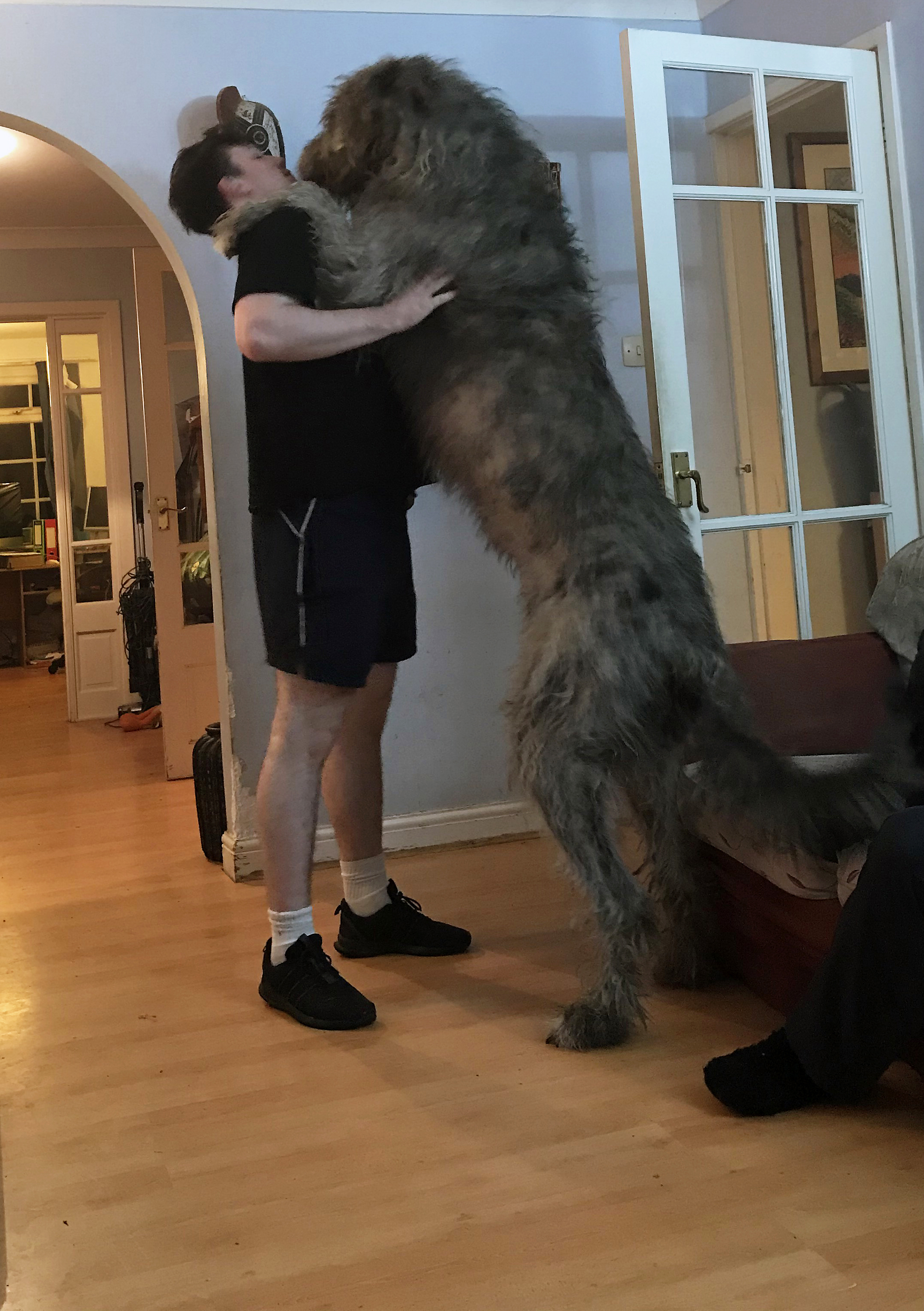 Giant wolfhound cheap